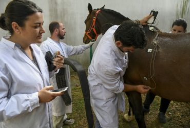 La relación público-privado en el sector de la biotecnología local: el caso de los caballos de polo